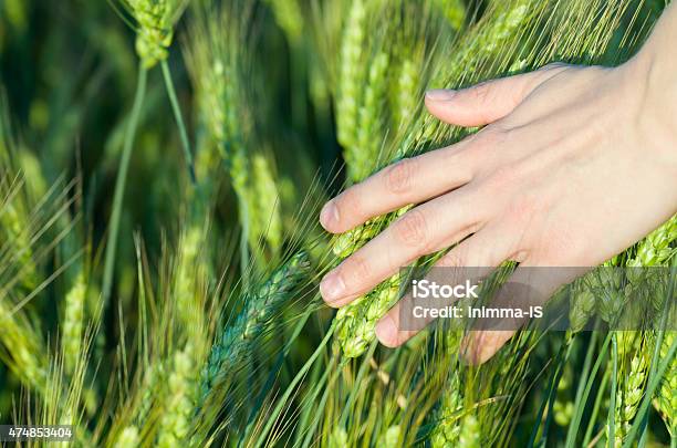 Woman Touching Wheat Ears Stock Photo - Download Image Now - Grass, Sensory Perception, Wheat