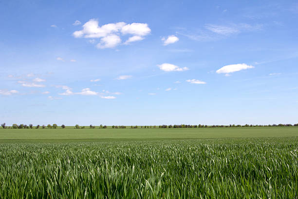 istock green field and blue sky with light clouds 474853542