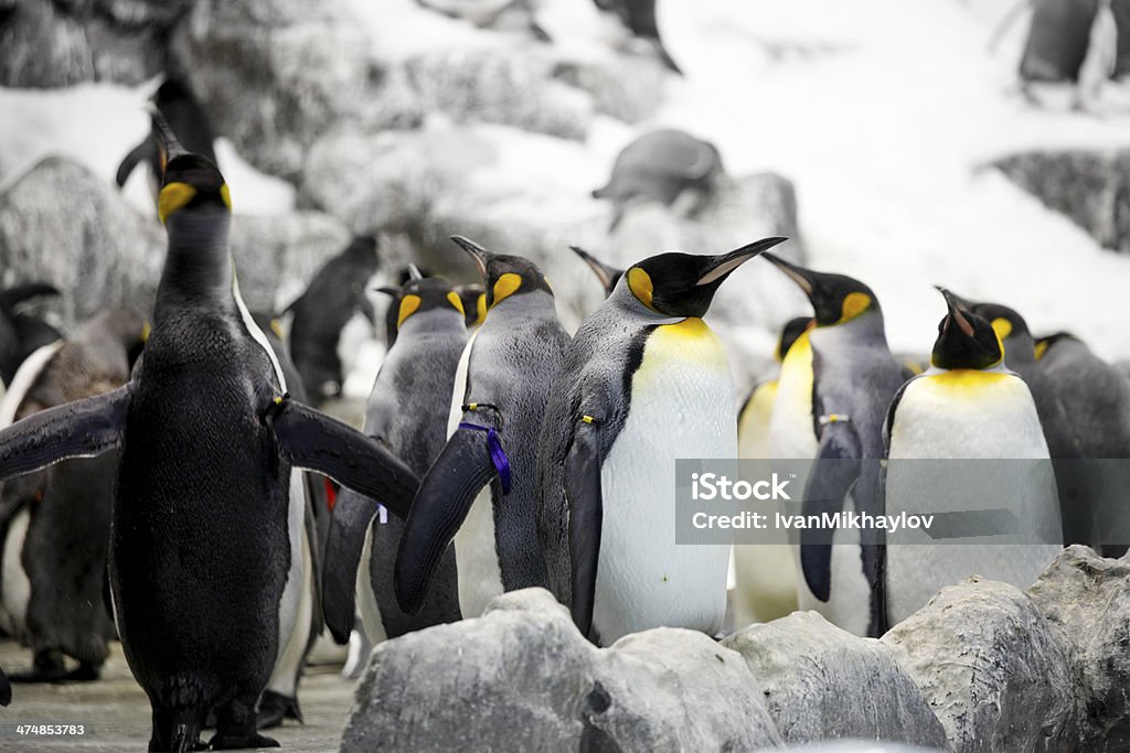 Empereurs penguins - Photo de Adulte libre de droits