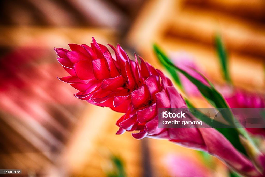 Pink Ingwer - Lizenzfrei Rosa Zapfen-Alpinia Stock-Foto