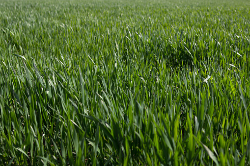 Green sprouts of wheat in the green field