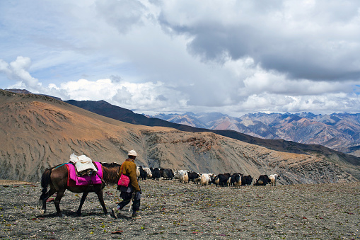 Dolpo, Nepal - September 5, 2011: Tibetan nomad with yaks walking across Shey La pass in the Nepal Himalaya