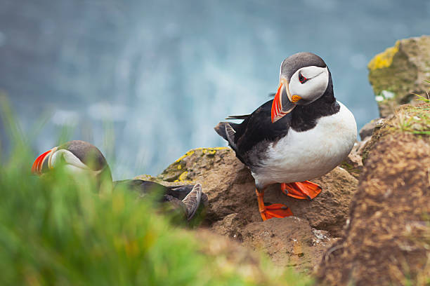 Beautiful vibrant picture of Atlantic Puffin on Latrabjarg cliffs Beautiful vibrant picture of Atlantic Puffins bird on Latrabjarg cliffs - western-most part of Europe and Europe's largest bird cliff, Iceland, Puffin akureyri stock pictures, royalty-free photos & images