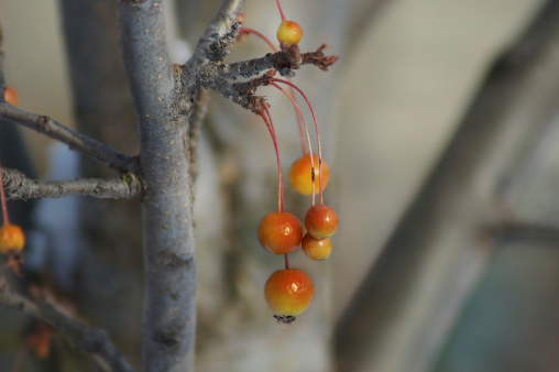 Prunus pensylvanica fruit (Pin cherry) on coldest day