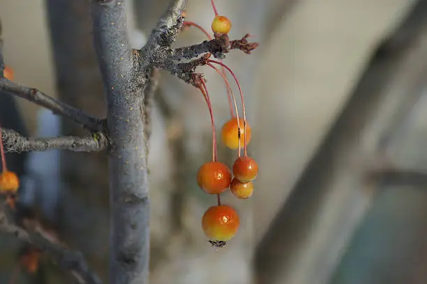 Photo of Prunus pensylvanica fruit (Pin cherry) on coldest day