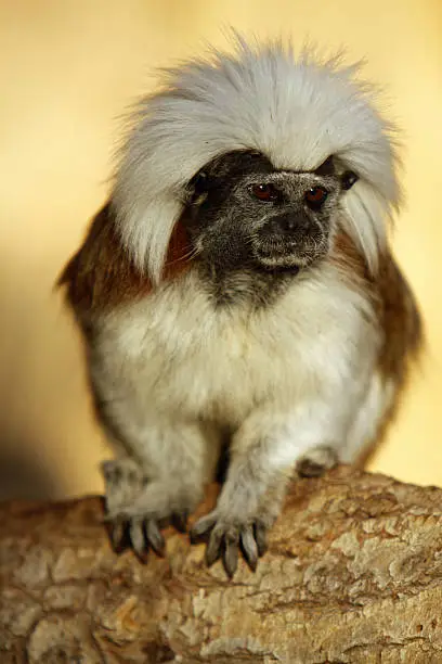 Cottontop tamarin