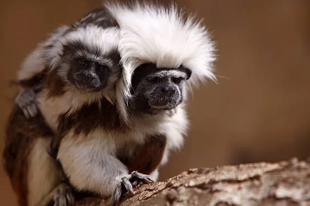 Cottontop tamarins