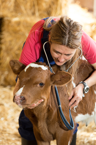 Veterinary on a farm performing a physical examination in a cow