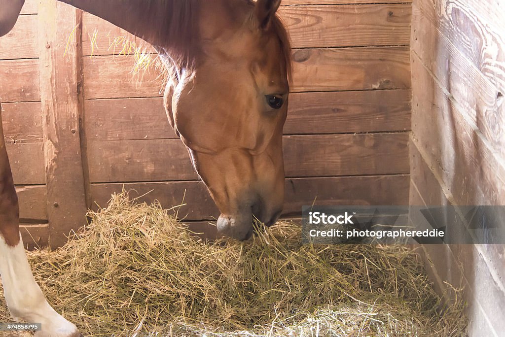 Eating in the Stall A brown horse is eating some hay in the stall Hay Stock Photo