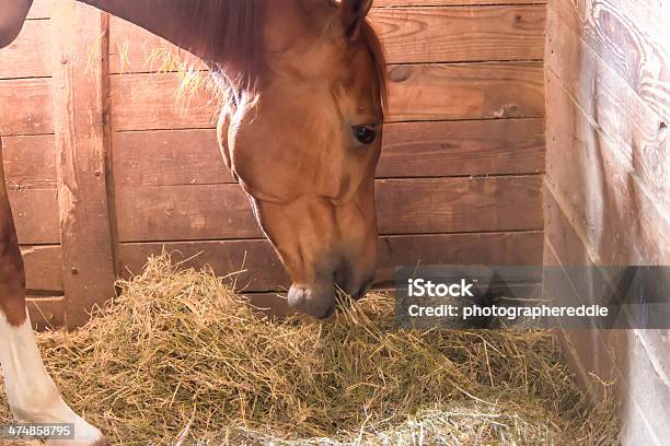 Eating In The Stall Stock Photo - Download Image Now - Hay, Horse, Barn