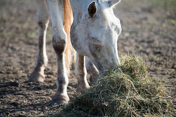 Eating A white horse is eating hay in the field uffington horse stock pictures, royalty-free photos & images