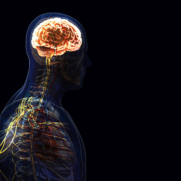 istock The human body (organs) by X-rays on black background 474862326