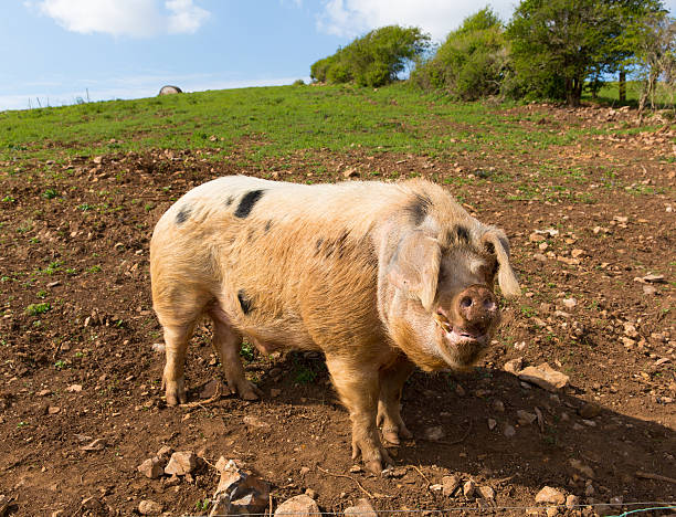 istock Spotted pig with black spots looking to camera standing 474862592
