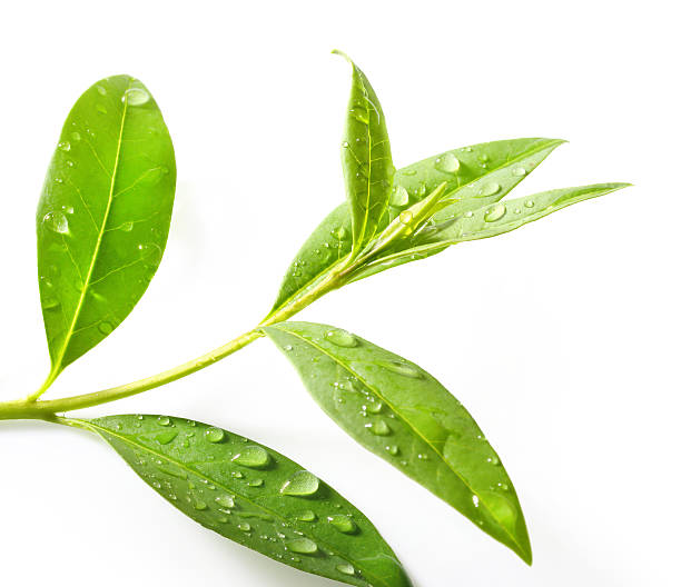 Tea tree (Thea sinensis). Tea tree (Thea sinensis). The leaves have been used in alternative medicine and other medical systems to treat asthma, angina pectoris, peripheral vascular disease, and coronary artery disease. camellia sinensis photos stock pictures, royalty-free photos & images