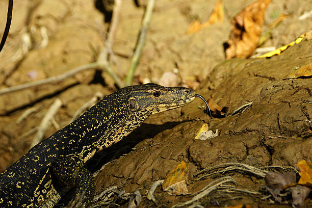 istock Water monitor 474864028