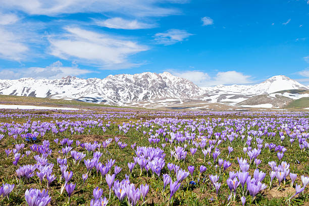 クロッカス meadow campo imperatore 、州の l'aquila 、イタリアのアブルッツィ - snow crocus flower spring ストックフォトと画像