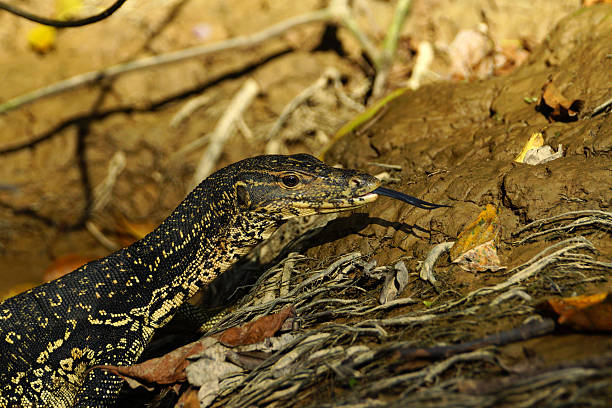 istock Water monitor 474864070