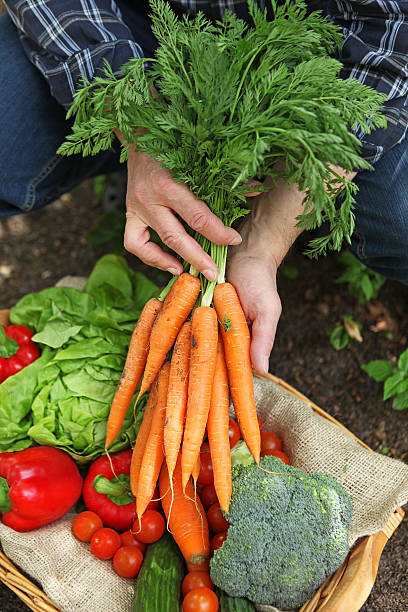 istock Gardener Picking Organic Vegetables in The Garden 474864292