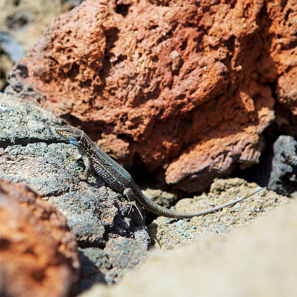 istock La Palma typical lizard Tizon Gallotia galloti palmae 474864442