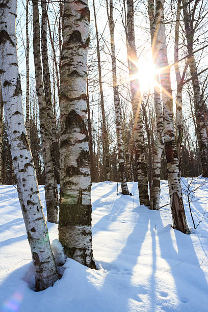 istock Winter day in birch forest with deep snow 474867492