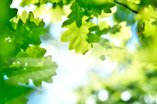 fresh green oak leaves and sunbeam. Selective focus of fresh green leaves in the sun. Nature background with copy space.