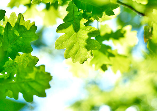 istock Oak leaves and sun 474867558