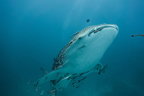 Whale shark Underwater photography of a whale shark swimming pilot fish stock pictures, royalty-free photos & images