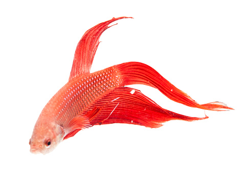 Betta splendens red fish on white background. 