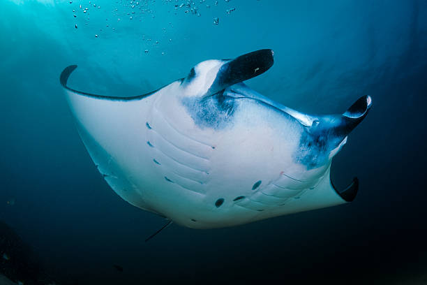 istock Pregnant Manta 474871538