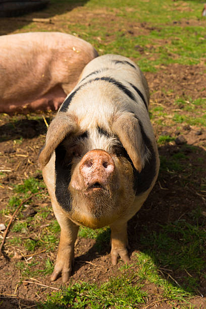 istock Pig black spots looking to camera questioning inquisitive 474871592