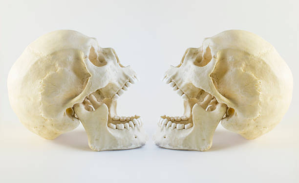 skull both sides stock photo