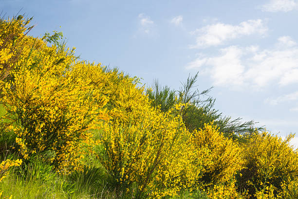 istock Bank of gorse bushes. 474872318