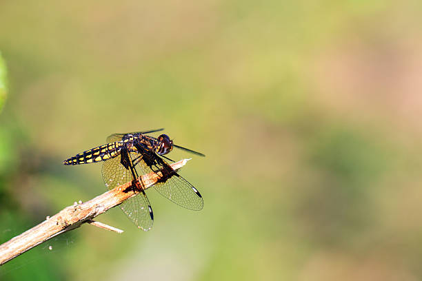 istock Palpopleura portia Masoala 474872350