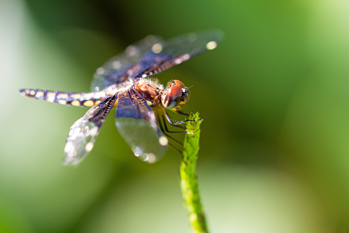Pres. Widow Dragonfly (Palpopleura portia) in the forest of Masoala, Madagascar