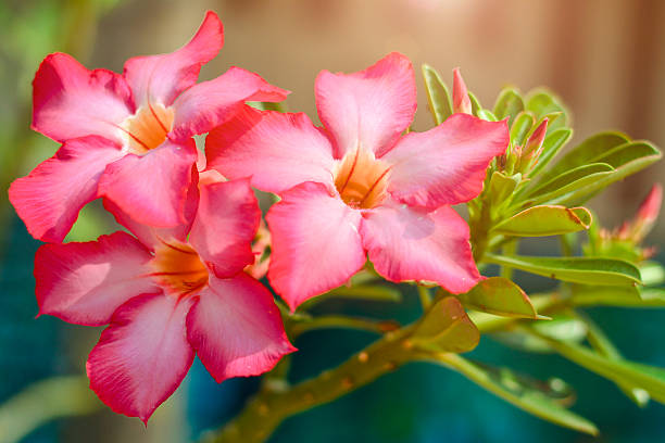 desert rose [ azalea ] iv - deang photos et images de collection