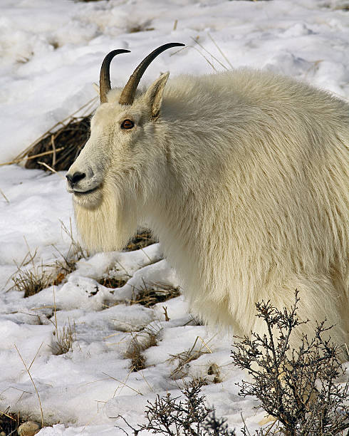 istock Mountain Goat Head and Neck Shot-Snowy Background 474874373
