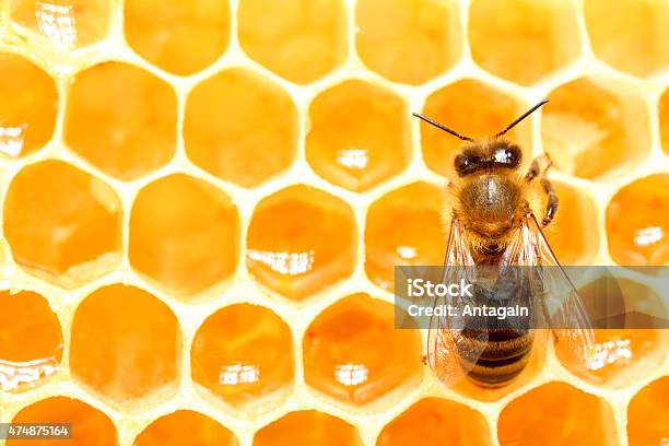 Bee Honeycomb Stock Photo - Download Image Now - Honeycomb - Animal Creation, Honey Bee, Bee