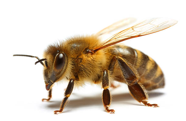Bee Bee honey bee stock pictures, royalty-free photos & images