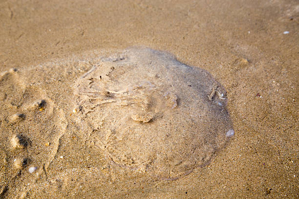 istock Jellyfish on the sandy beach 474877693