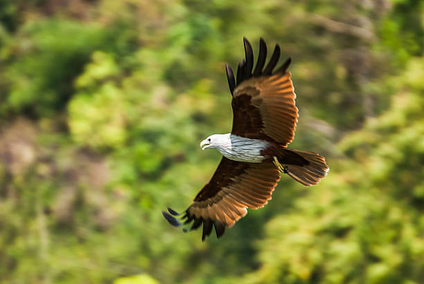 istock Brahminy kite flying over the water at high speed 474878179