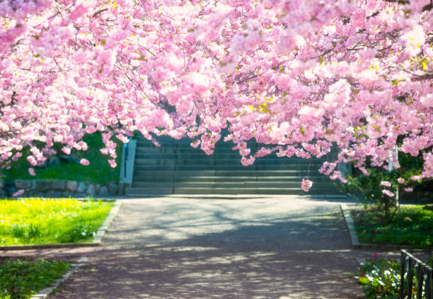 istock Pink roof of Cherry tree blossoms 474880630