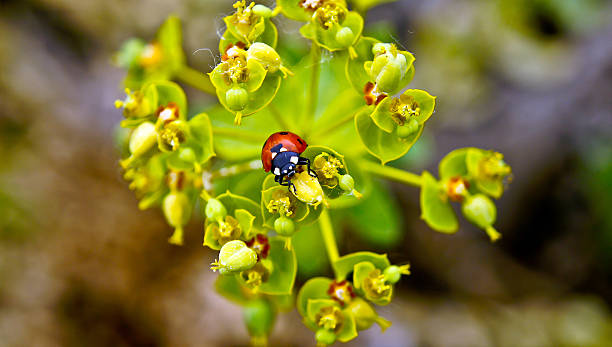 istock Ladybird on a blade of grass. 474885725