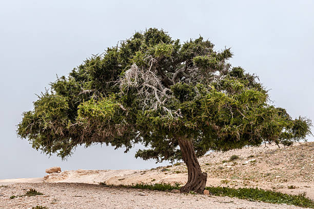 A gnarled, windswept tree is situated on a rugged, sandy coastal landscape. The tree features dense green foliage with some dry, leafless branches, indicating exposure to harsh coastal conditions. Surrounding it are patches of dry grasses and low shrubs. The terrain consists of sandy soil and eroded rock formations, typical of coastal environments. Bright, filtered sunlight enhances the contrast between the greenery and the barren landscape, suggesting a Mediterranean climate.