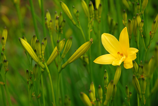 One blooming day lily these are edible , and used in the Japanese /Chinese cuisine.