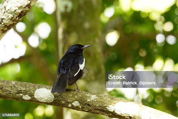 Oriental Magpie Robin Stock Photo - Download Image Now - 2015, Animal, Animal Wildlife