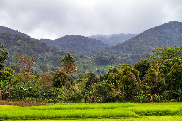 istock Masoala National Park 474887660