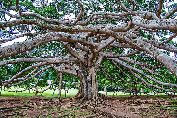 istock botanical Garden of Peradeniya, Kandy 474888324