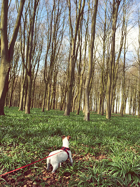 istock Jack russell terrier in the woods Oxford England 474888570