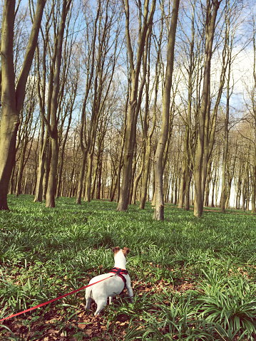 Jack russell terrier in the woods in Oxford England
