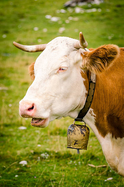 istock Cow with a yellow cowbell 474889589